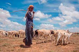 You are currently viewing Institutional delivery service utilization and associated factors among women in pastoral communities of Ethiopia.